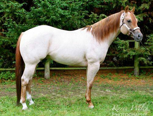 Red Dun Roan - American Quarter Horse